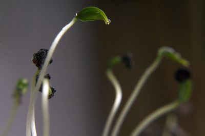 Close-up of flowering plant