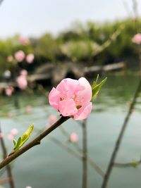 Close-up of pink flowers blooming against sky