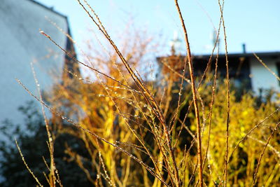 Close-up of grass against sky