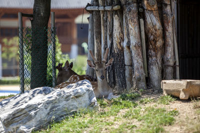 Spotted deer at songdo central park