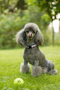 Portrait of poodle sticking out tongue on grassy field