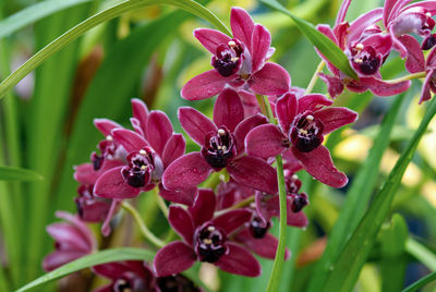 Close-up of pink flowering plant