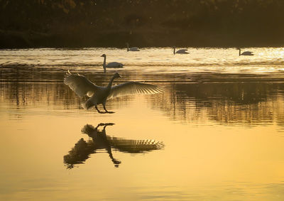 A tundra swan landing on sugaonuma swamp in bando, ibaraki, japan. january 25, 2021.