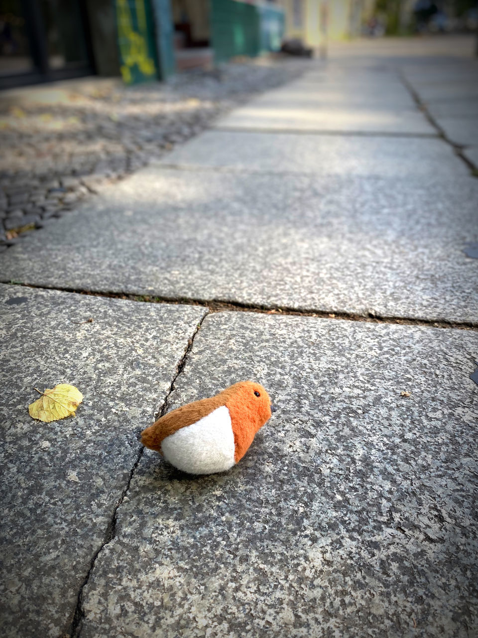 footpath, street, city, road surface, yellow, day, no people, leaf, road, animal, outdoors, animal themes, sidewalk, one animal, nature, flooring, focus on foreground, close-up, animal wildlife, autumn, white, asphalt, light, wood, high angle view, plant part, sunlight, architecture, transportation, orange color