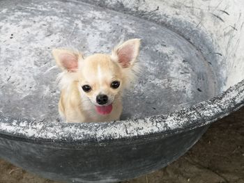 Close-up portrait of a dog