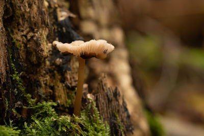 Close-up of mushroom growing on tree trunk