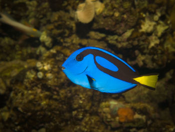 Close-up of fish underwater