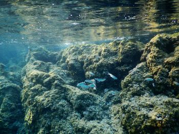 View of coral in sea