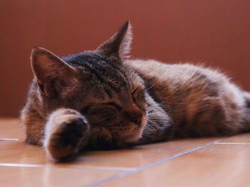 Close-up of cat resting on floor