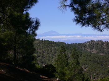 Scenic view of forest against sky