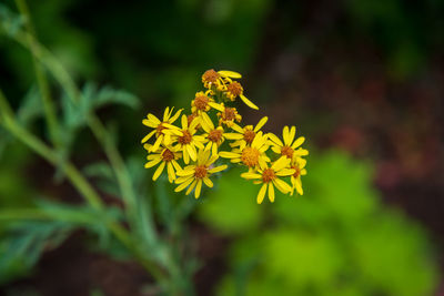 Close-up of insect on yellow flower