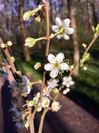 Close-up of white cherry blossoms in spring