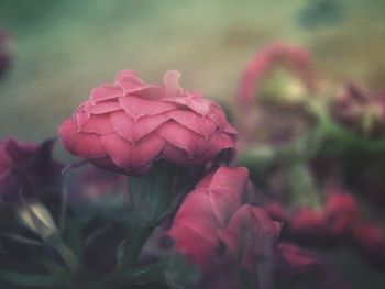 Close-up of pink rose blooming outdoors