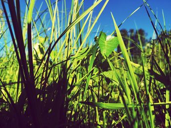 Close-up of bamboo plants on field