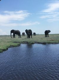 African elephants at  zambesi river 