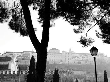 Silhouette of tree in city