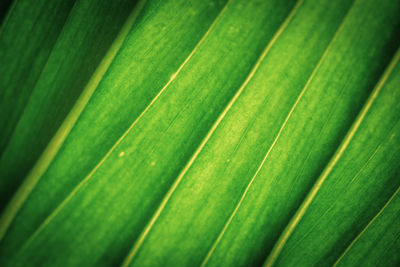 Full frame shot of green leaf