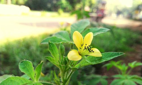 Close-up of yellow flowering plant