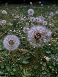 Close-up of dandelion flower