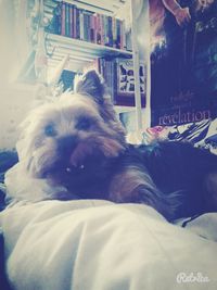 domestic animals