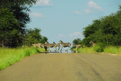 View of horse on road against sky