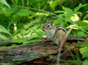 Close-up of squirrel on log