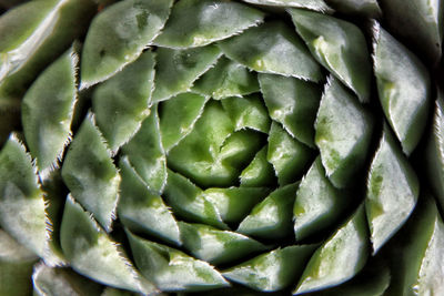 Full frame shot of succulent plant