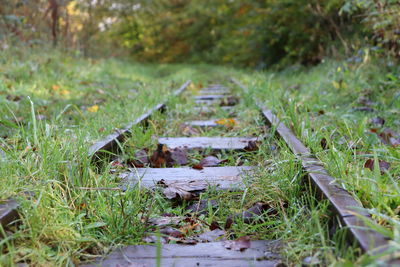 Surface level of dirt road amidst trees in forest