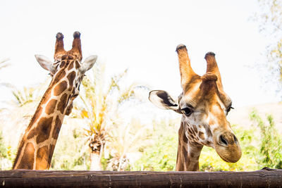 Close-up of a giraffe