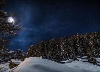 Snow covered trees against sky at night