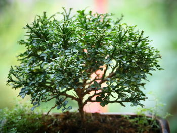 Close-up of fresh green plant