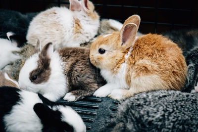 A group of rabbits are together