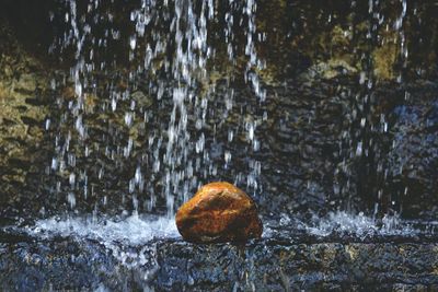 Close-up of turtle in water