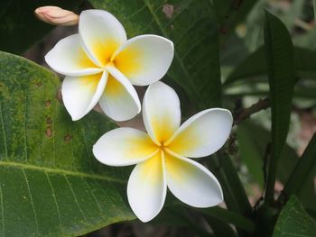 Close-up of white and yellow flowering plant