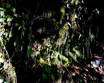 Close-up of trees growing in forest