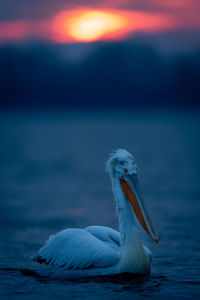 Close-up of pelican