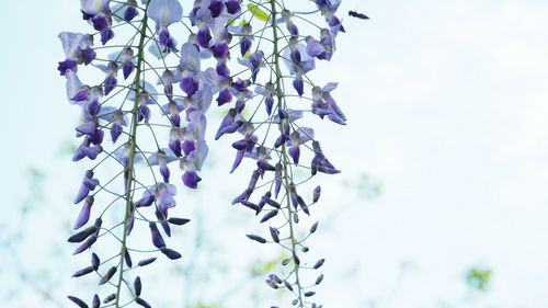 Close-up of purple wisteria flowers