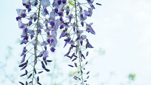 Close-up of purple wisteria flowers
