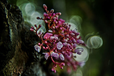 Close-up of flowers in water