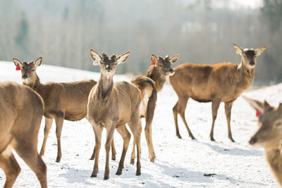 Herd of deer in snow