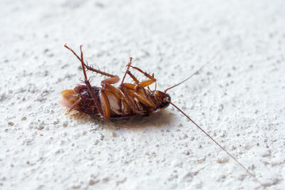 Close-up of cockroach on floor