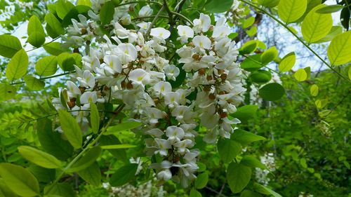 Close-up of white flowers