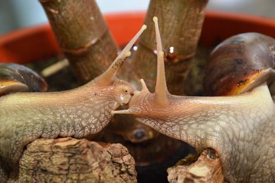 Close-up of snail