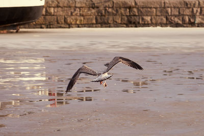 Bird flying over the water