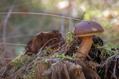 Close-up of mushroom growing on field
