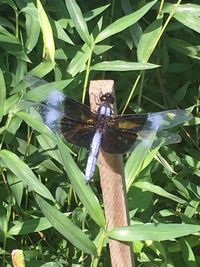 Close-up of butterfly on plants