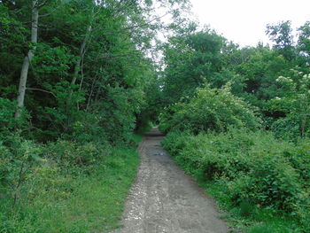 Dirt road amidst trees