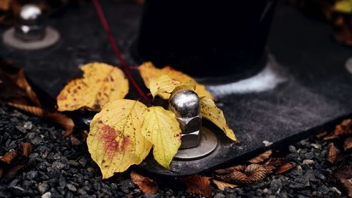 High angle view of autumn leaves