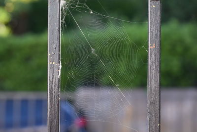 Close-up of spider on web