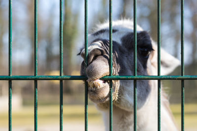 Close-up of alpaca biting on metallic fence at zoo